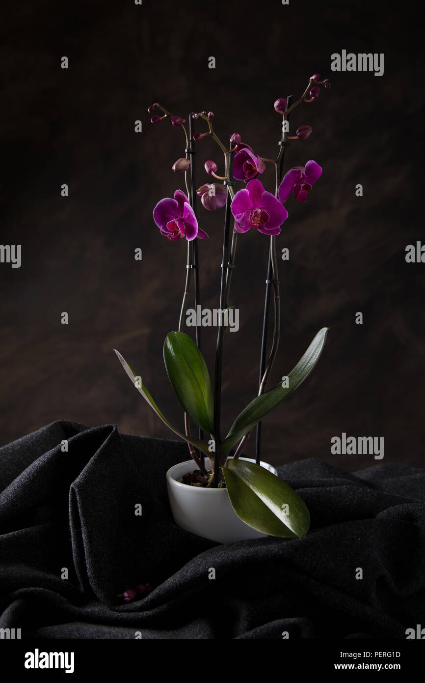 Orchid Wall Art Stock Photo Alamy