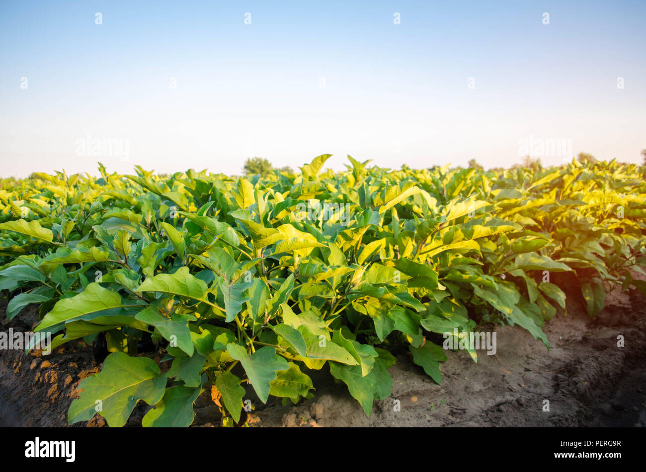 eggplant plantations grow in the field. vegetable rows. farming