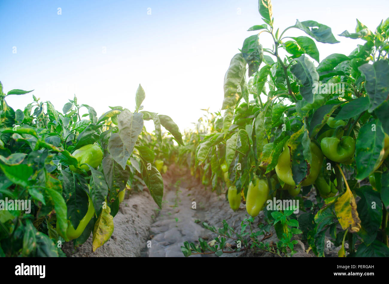 pepper disease is caused by the Phytophthora infestans virus
