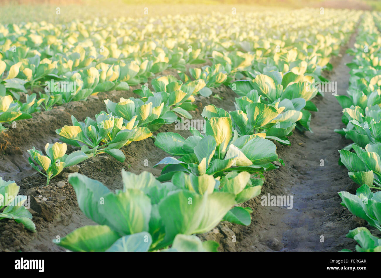 cabbage plantations grow in the field. vegetable rows. farming