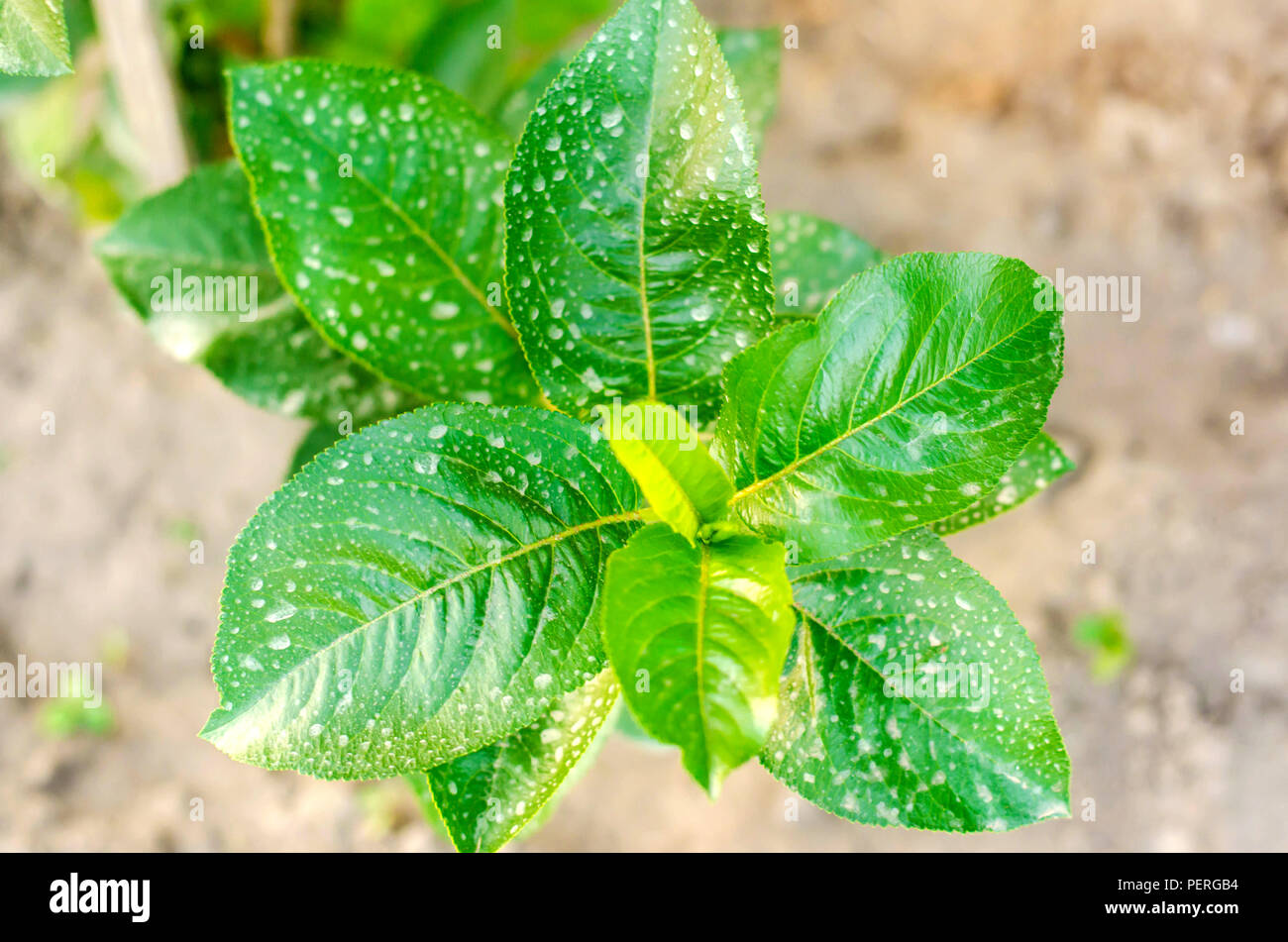 fertilizing trees and bushes, treating plants from harmful insects