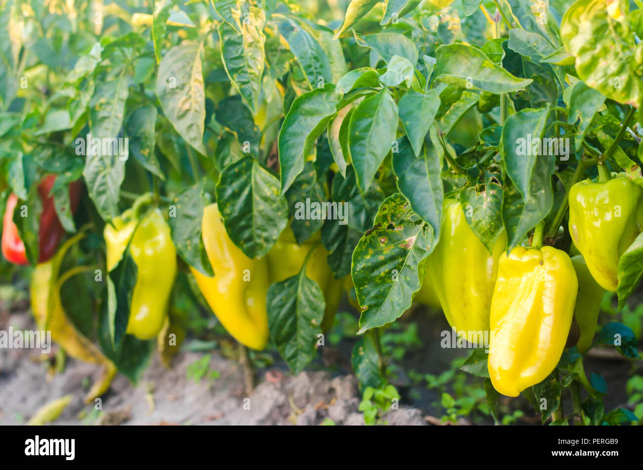 pepper disease is caused by the Phytophthora infestans virus
