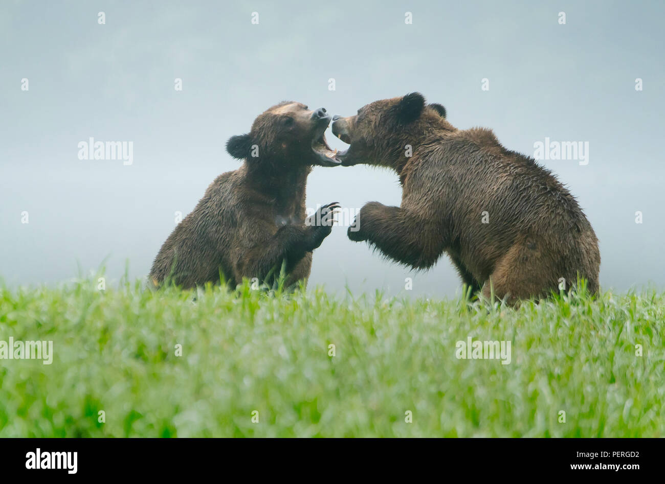 Grizzly Bears (Ursus arctos) Play-fighting in misty valley, Khutzeymateen Grizzly Bear Sanctuary, Great Bear Rainforest, BC, Canada Stock Photo