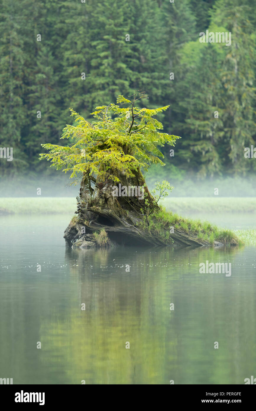 Fallen log and mist, Khutzeymateen Grizzly Bear Sanctuary, Great Bear Rainforest, BC, Canada Stock Photo