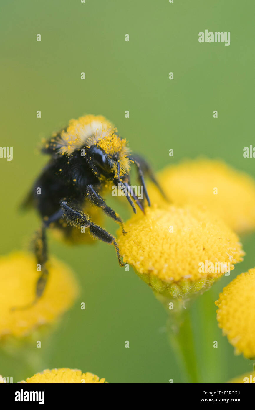 Yellow-faced Bumble Bee (Bombus vosnesenskii) on Common Tansy flower, Nisqually River, Washington Stock Photo