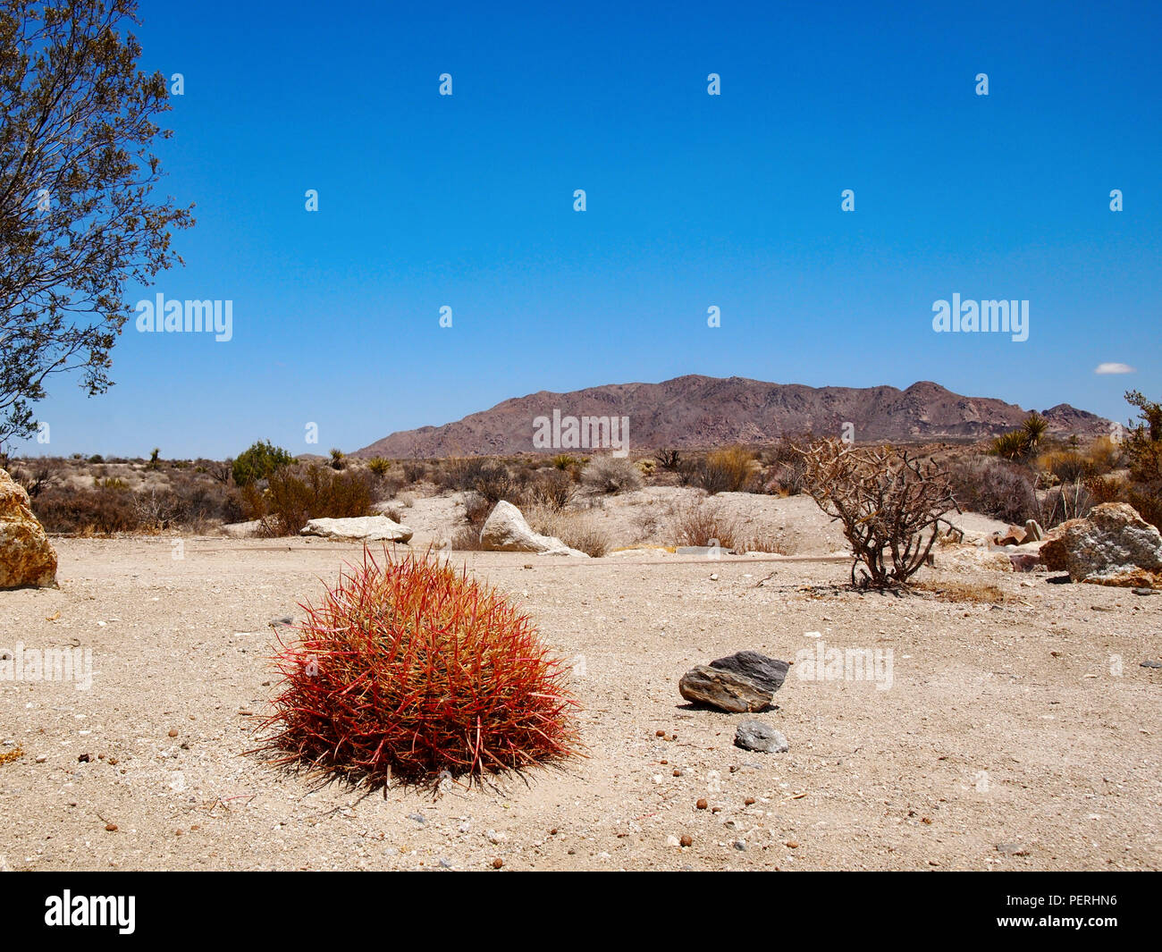A vibrant red barrel cactus in a horizontal desert landscape in Joshua Tree National Park in southern California, USA. Stock Photo