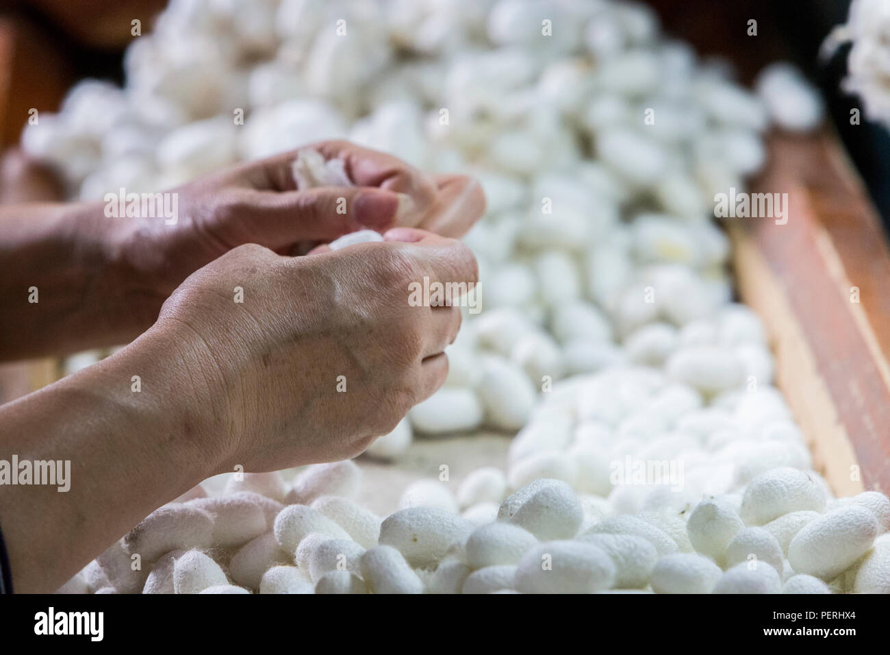 Suzhou, Jiangsu, China.  Silk Factory Employee Sorting Caterpillar Cocoons by Quality. Stock Photo