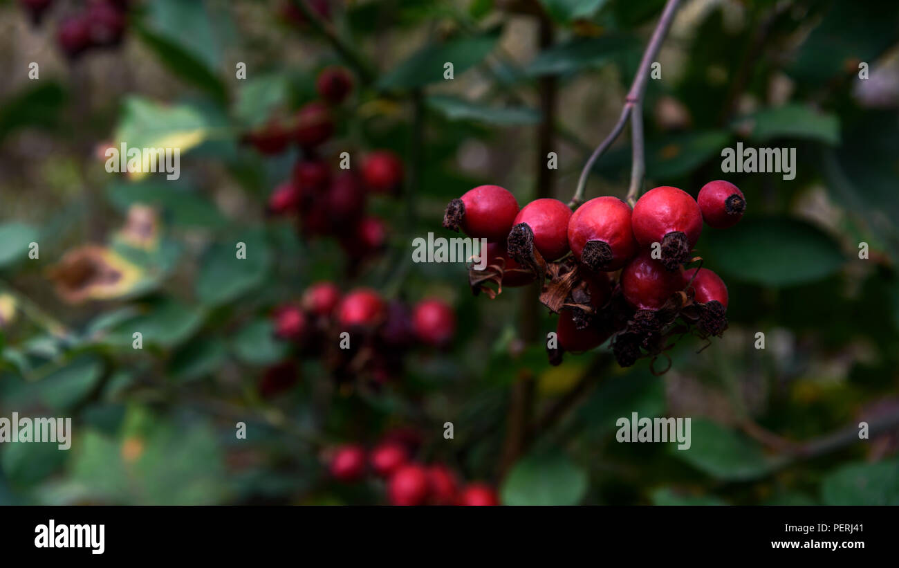Closeup of dogrose berries briar fruits Rosa canina Stock Photo Alamy