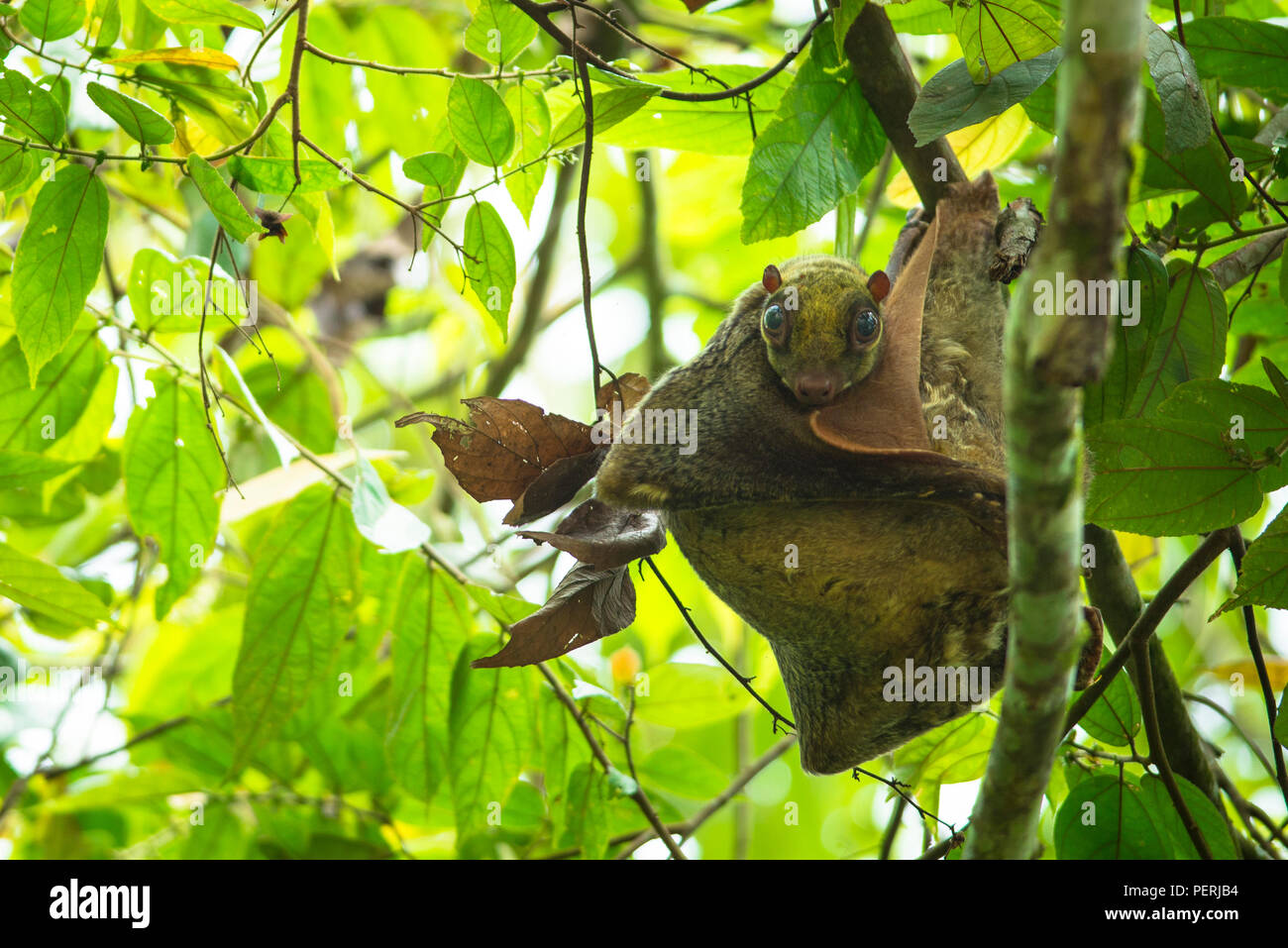 Sunda flying lemur (aka Malayan colugo) resting in a tree in daytime, looking down into the camera. Kinabatangan River, Sabah, Malaysia (Borneo). Stock Photo