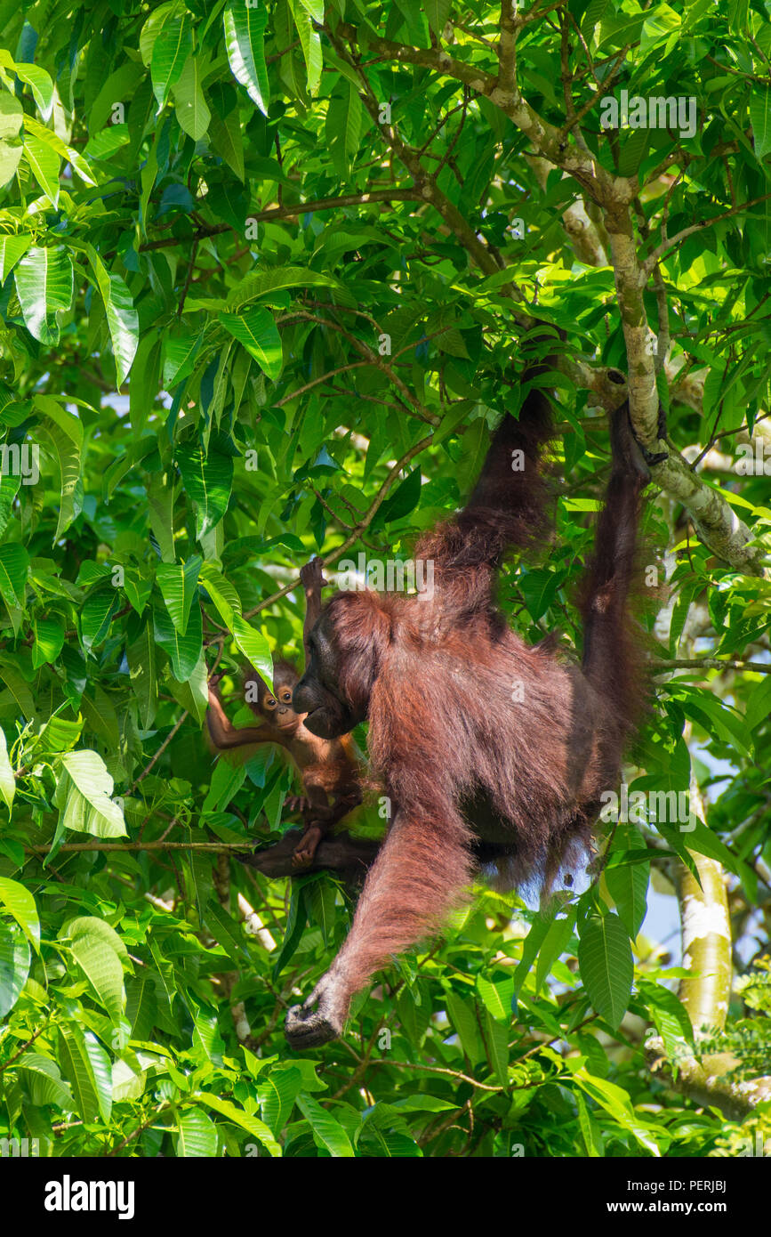 Bornean orangutan mother and baby hanging in a tree, next to the Kinabatangan River, Sabah, Malaysia (Borneo). Stock Photo