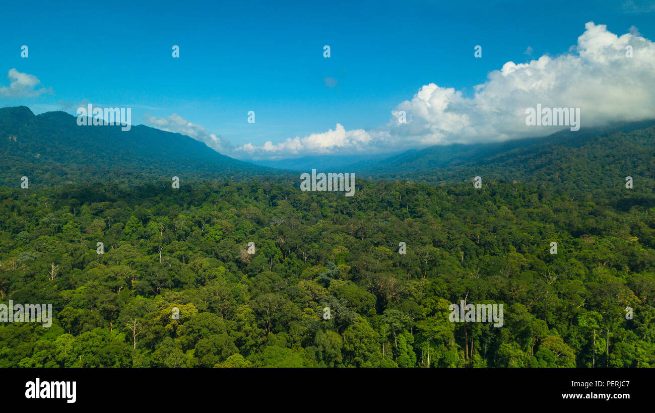 Conservation Ridges A wide, aerial drone photo above tropical rainforest with steep ...