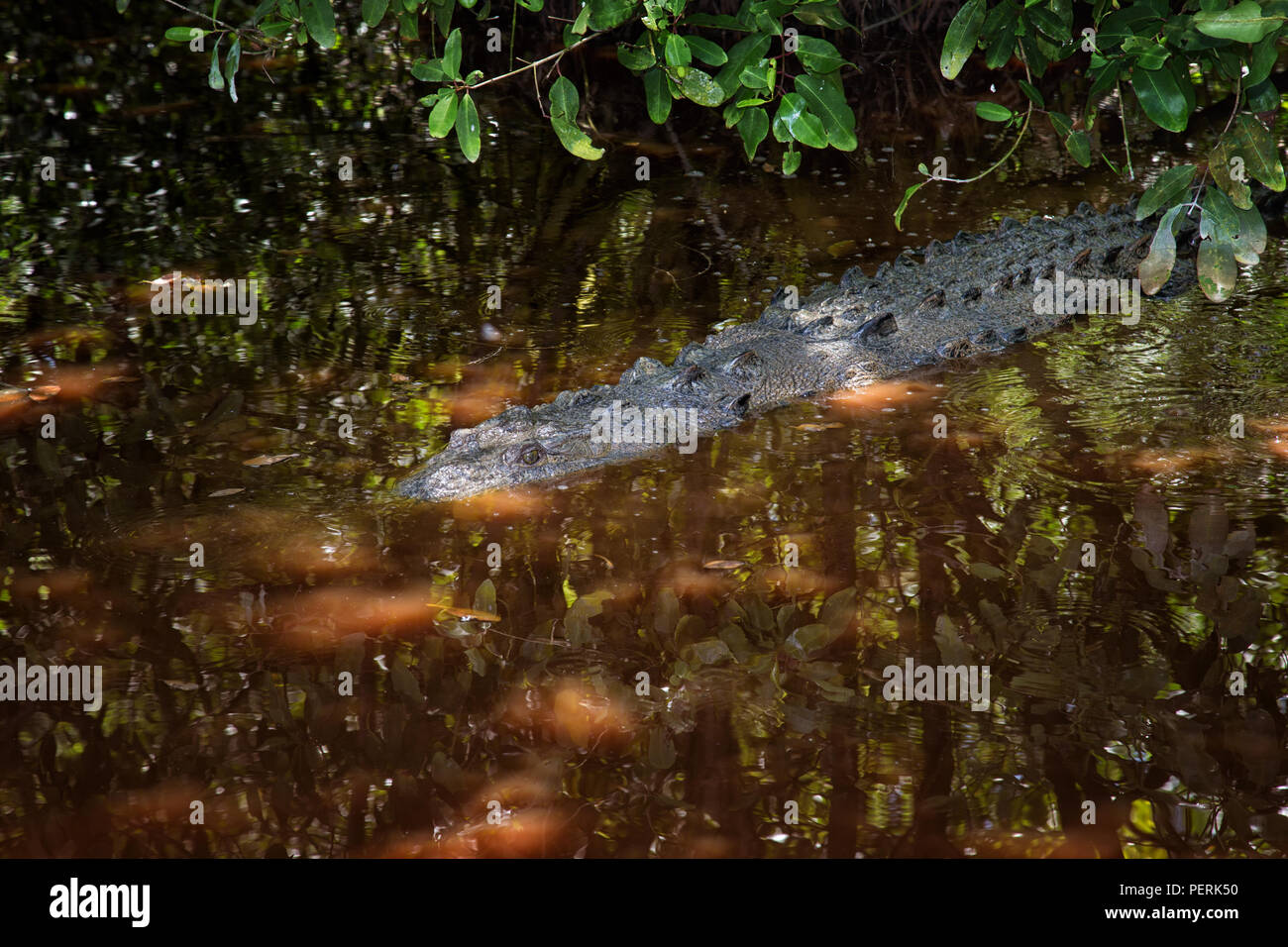 American Crocodile, Crocodylus acutus, Rainforest Jamaica        Crocodile slowly moving in dark, swampy lagoon Stock Photo