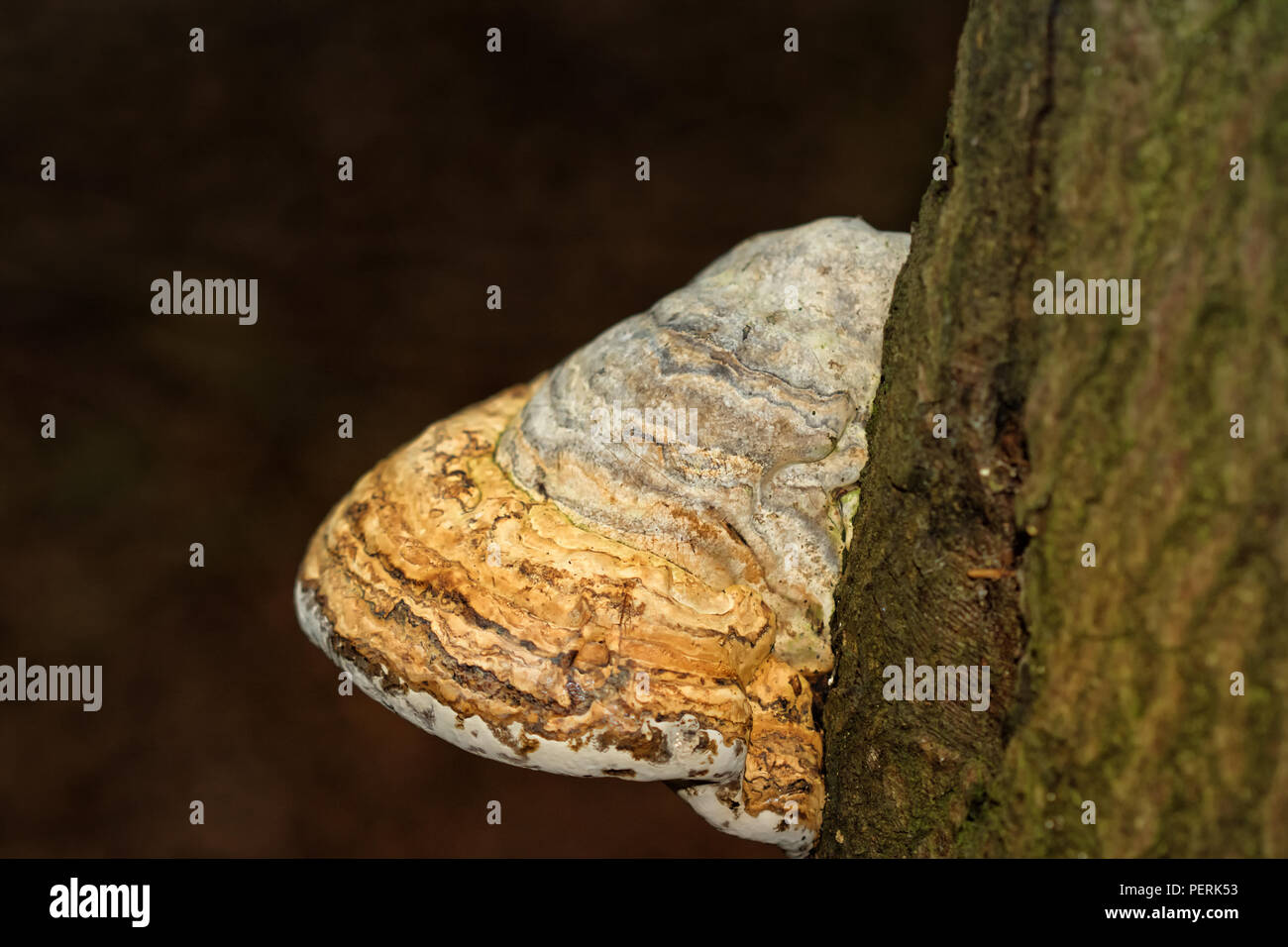 Tree Fungus, Polypores, Ganoderma sp.                                                  Partial view of tree fungus, also called bracket fungi Stock Photo