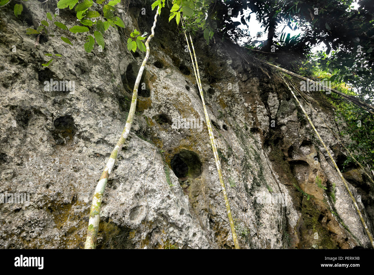 Holes in Coffin Cliff where the Sugpan ethnic group used to bury their ancestors, Danum Valley Conservation Area, Sabah, Borneo, Malaysia Stock Photo
