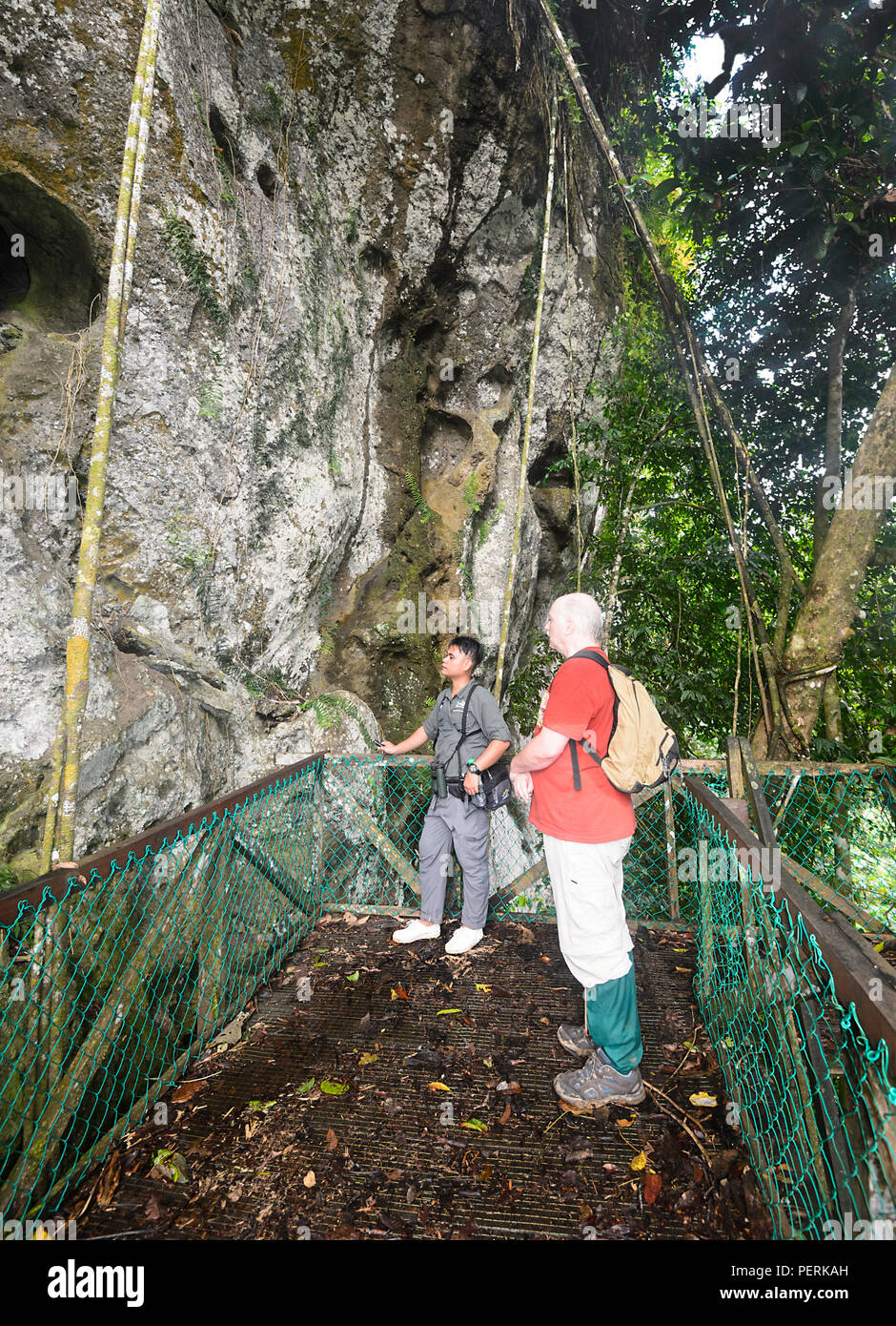 Guide showing the holes in Coffin Cliff where the Sugpan ethnic group used to bury their ancestors, Danum Valley Conservation Area, Sabah, Borneo, Mal Stock Photo