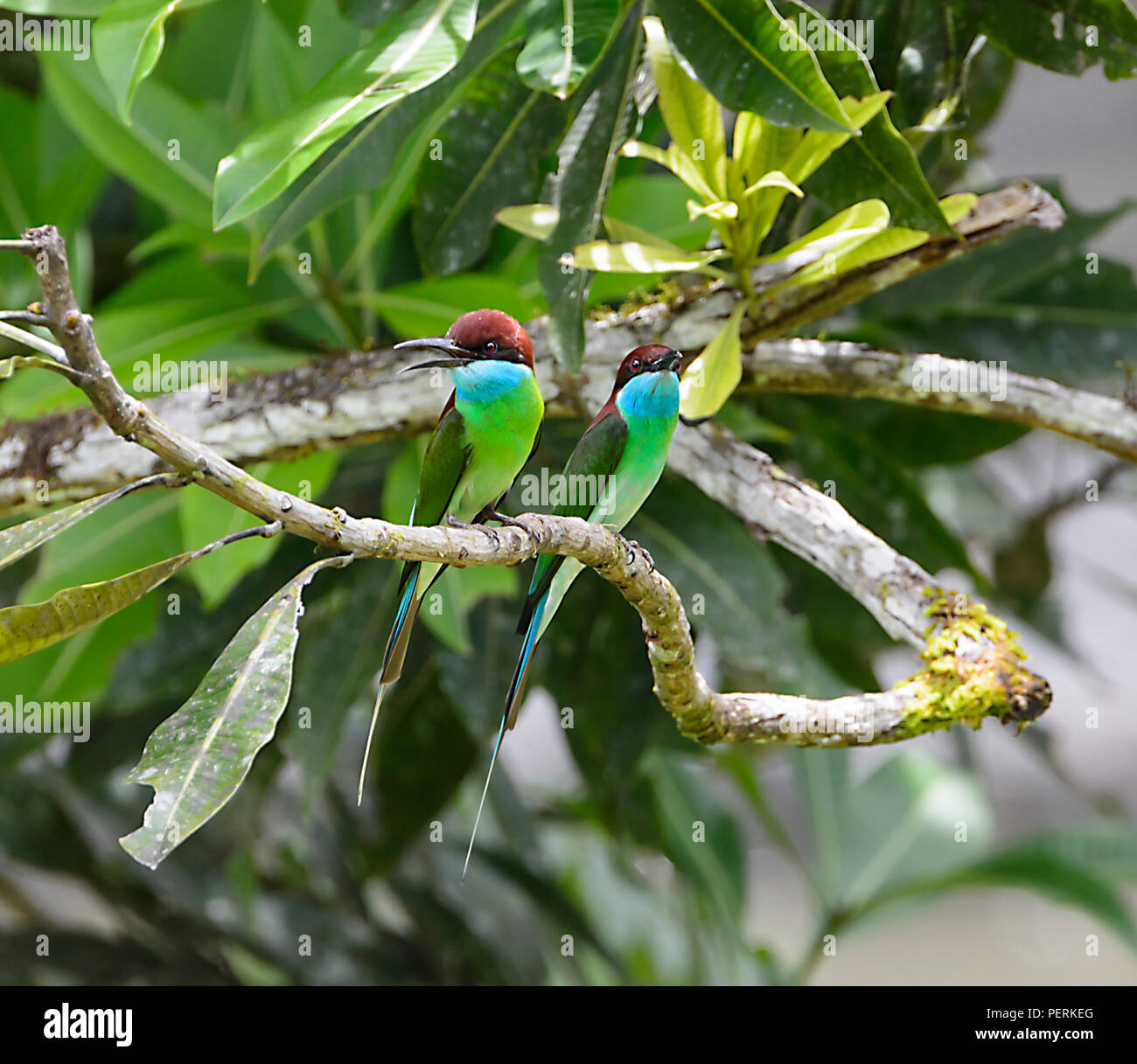 Blue-throated Bee-eater (Merops viridis), Danum Valley, Sabah, Borneo, Malaysia Stock Photo