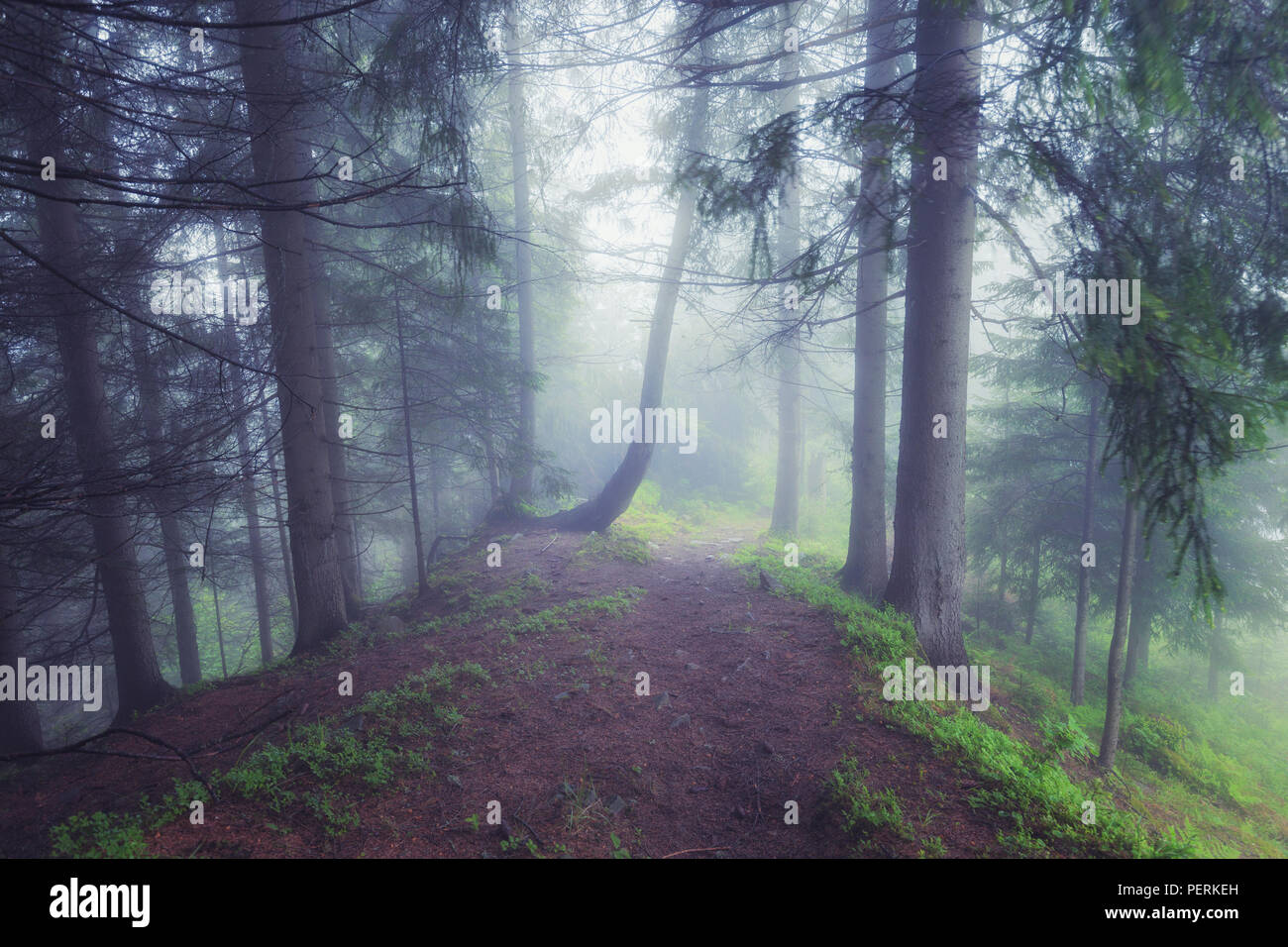 Green foggy mystical forest Stock Photo - Alamy