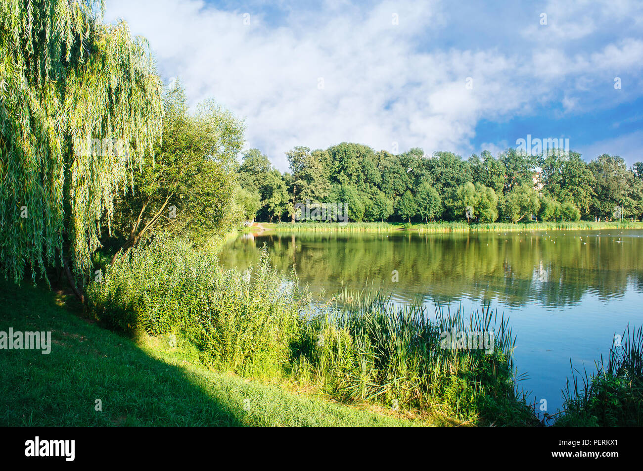 Weeping willow at sunset at lake hi-res stock photography and images ...