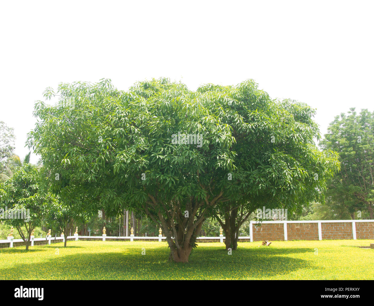 Mango Tree isolated on a white background. Stock Photo