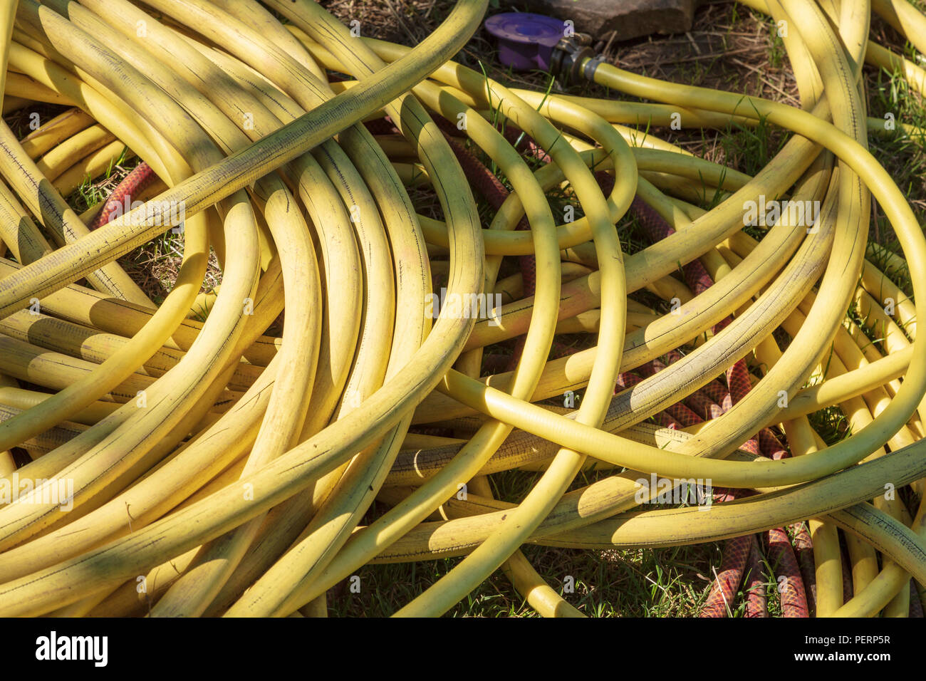 A coiled yellow hosepipe lays on the ground at Great Dixter Gardens, ready to water the historic garden in the hot Summer, Northiam, East Sussex, UK Stock Photo