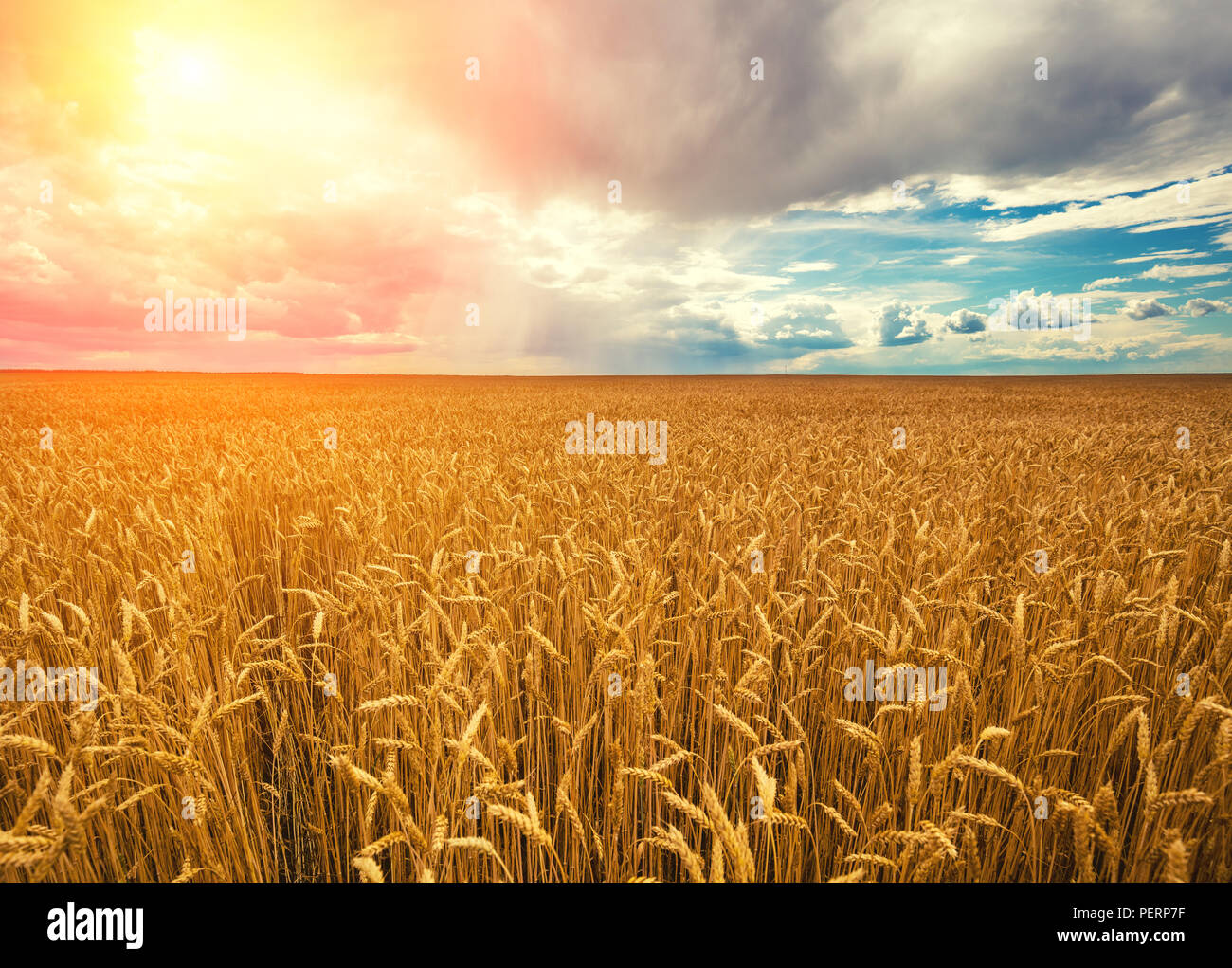 Wheat field with cloudy sky and clouds. Beautiful nature Stock Photo ...