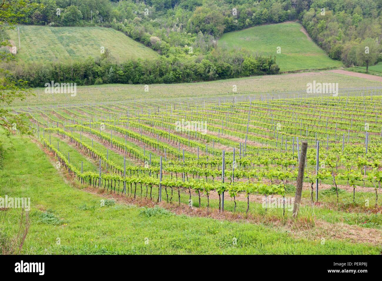 Vineyards in Tuscany - rural Italy. Agricultural area in the province of Siena. Stock Photo