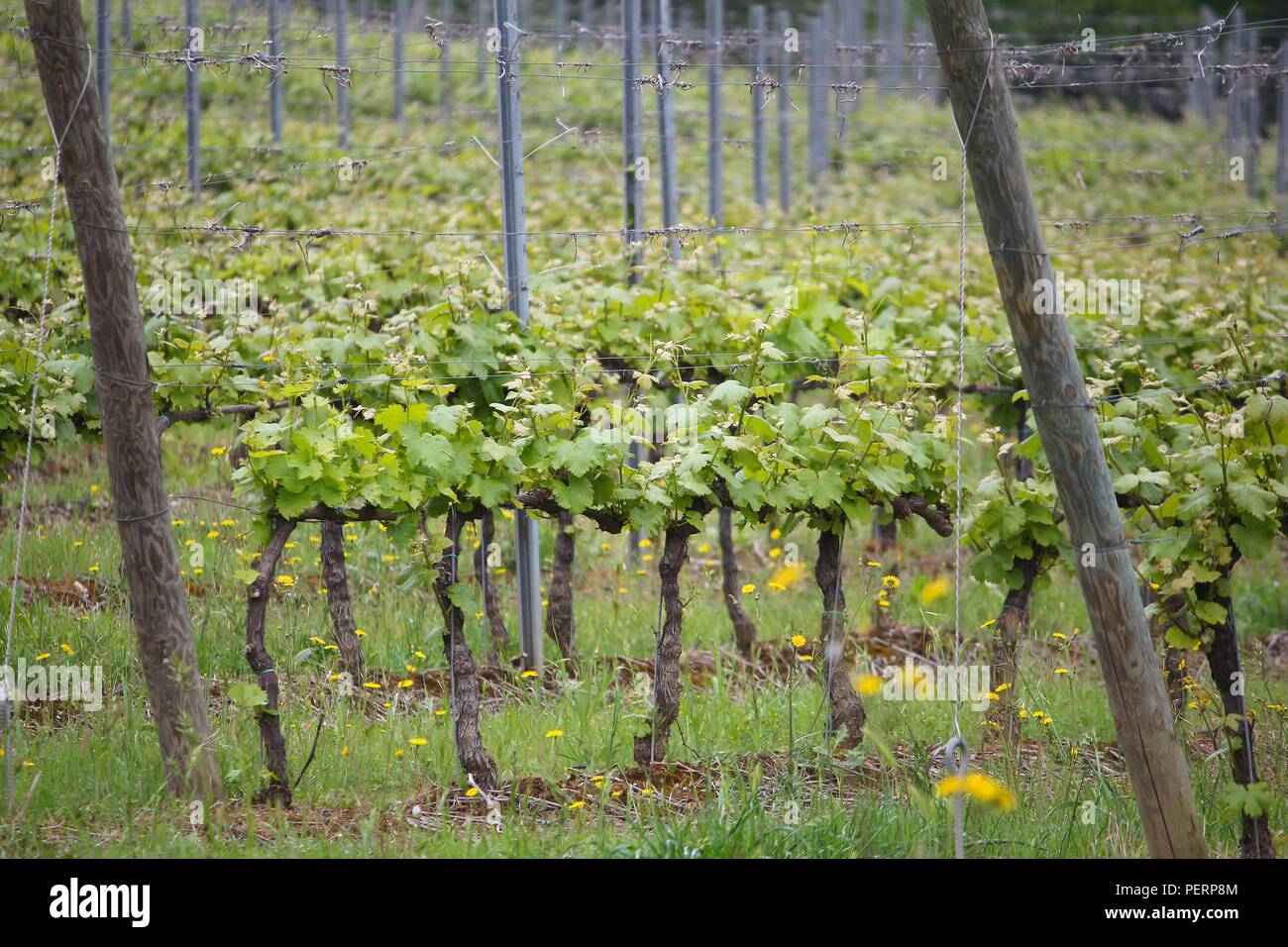 Vineyards in Tuscany - rural Italy. Agricultural area in the province of Siena. Stock Photo
