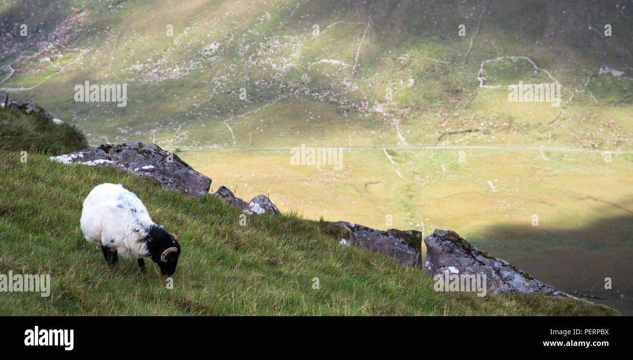A sheep grazes high on the mountains of Ireland's Dingle Peninsula, above the Owenmore Valley and near the Conor Pass. Stock Photo