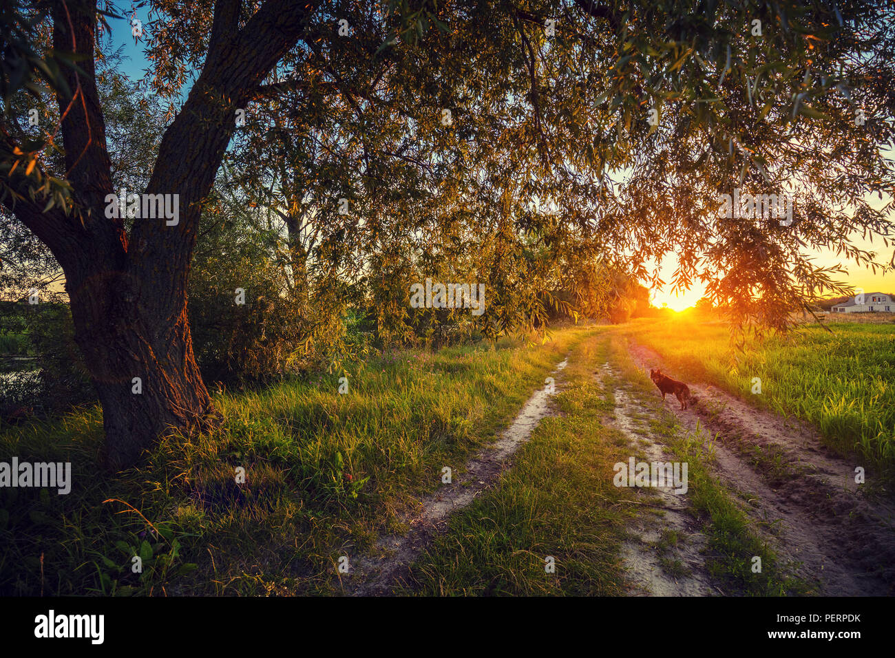 Rural landscape in evening. Dirt road at sunset. Dog walking on the ...