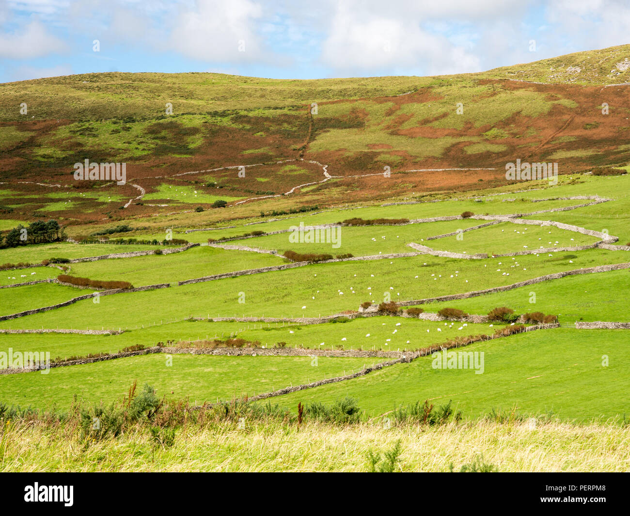 Pasture fields on the hills above Dingle town on Ireland's Dingle Peninsula. Stock Photo