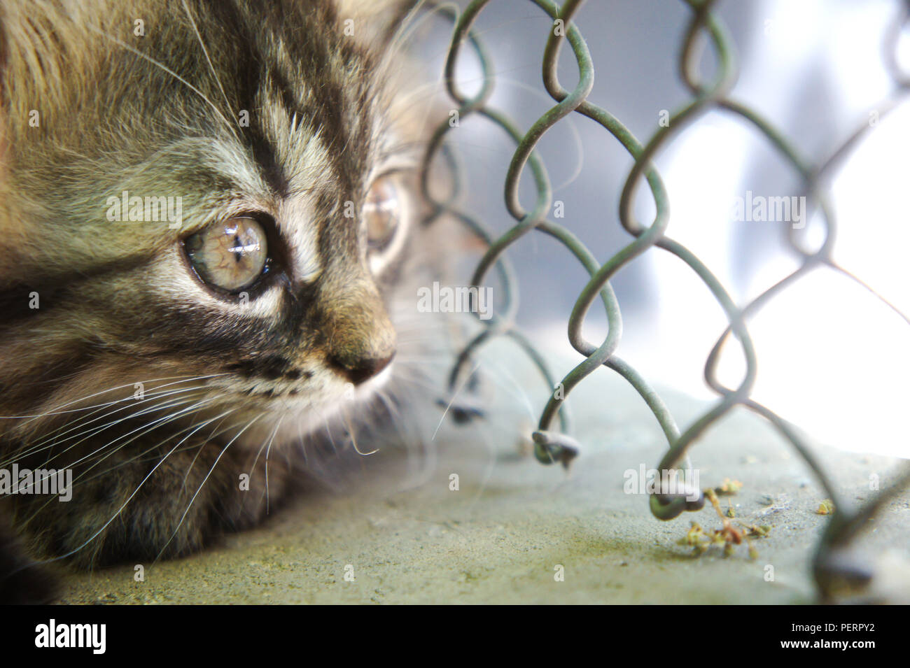 curious cat, little cute kitten close-up looks through the net to the street, locked up Stock Photo