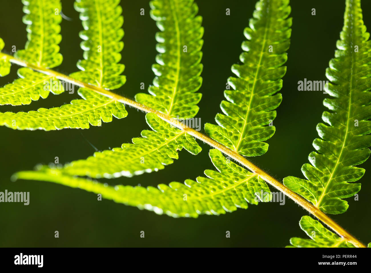 Beautiful shot fern plant hi-res stock photography and images - Alamy