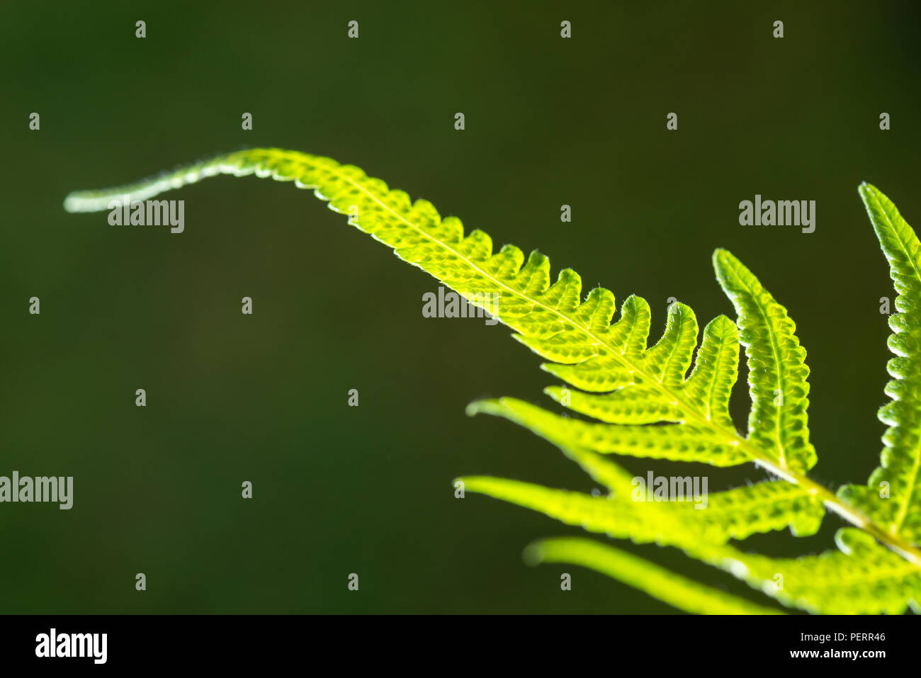 Macro shot of fern hi-res stock photography and images - Alamy