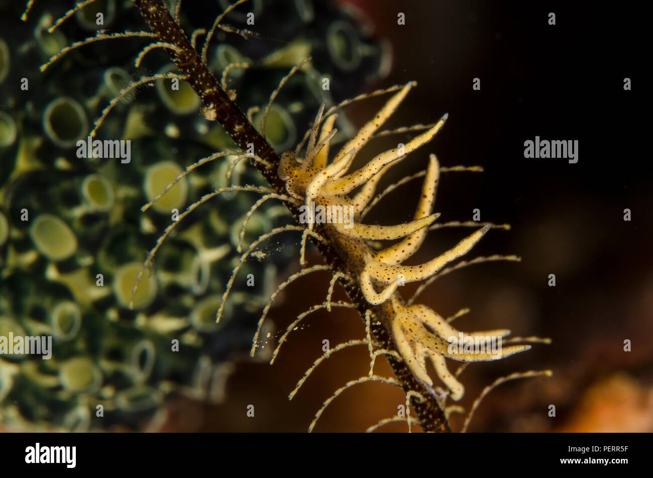 Sea Slug, Eubranchopsis virginalis, Eubranchidae, Anilao, Philippines, Philippine Sea, Pacific Ocean, Asia Stock Photo