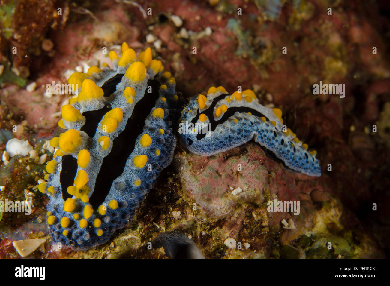 Sea Slug, Phyllidia coelestis, Phyllidiidae, Anilao, Philippines ...