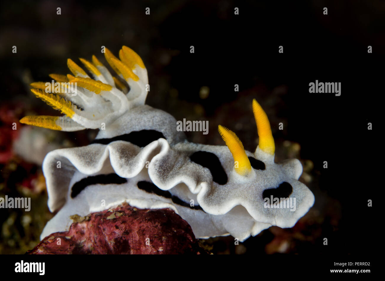 Sea Slug, Chromodoris dianae, Chromodorididae, Anilao, Batangas, Philippines, Philippine Sea, Pacific Ocean, Asia Stock Photo