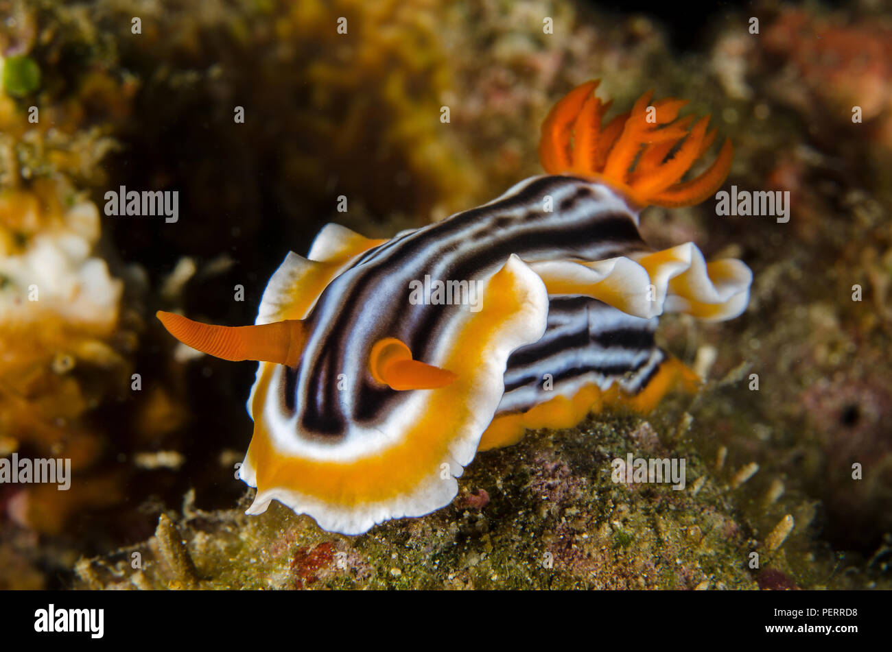 Sea Slug, Chromodoris magnifica, Chromodorididae, Anilao, Batangas, Philippines, Philippine Sea, Pacific Ocean, Asia Stock Photo