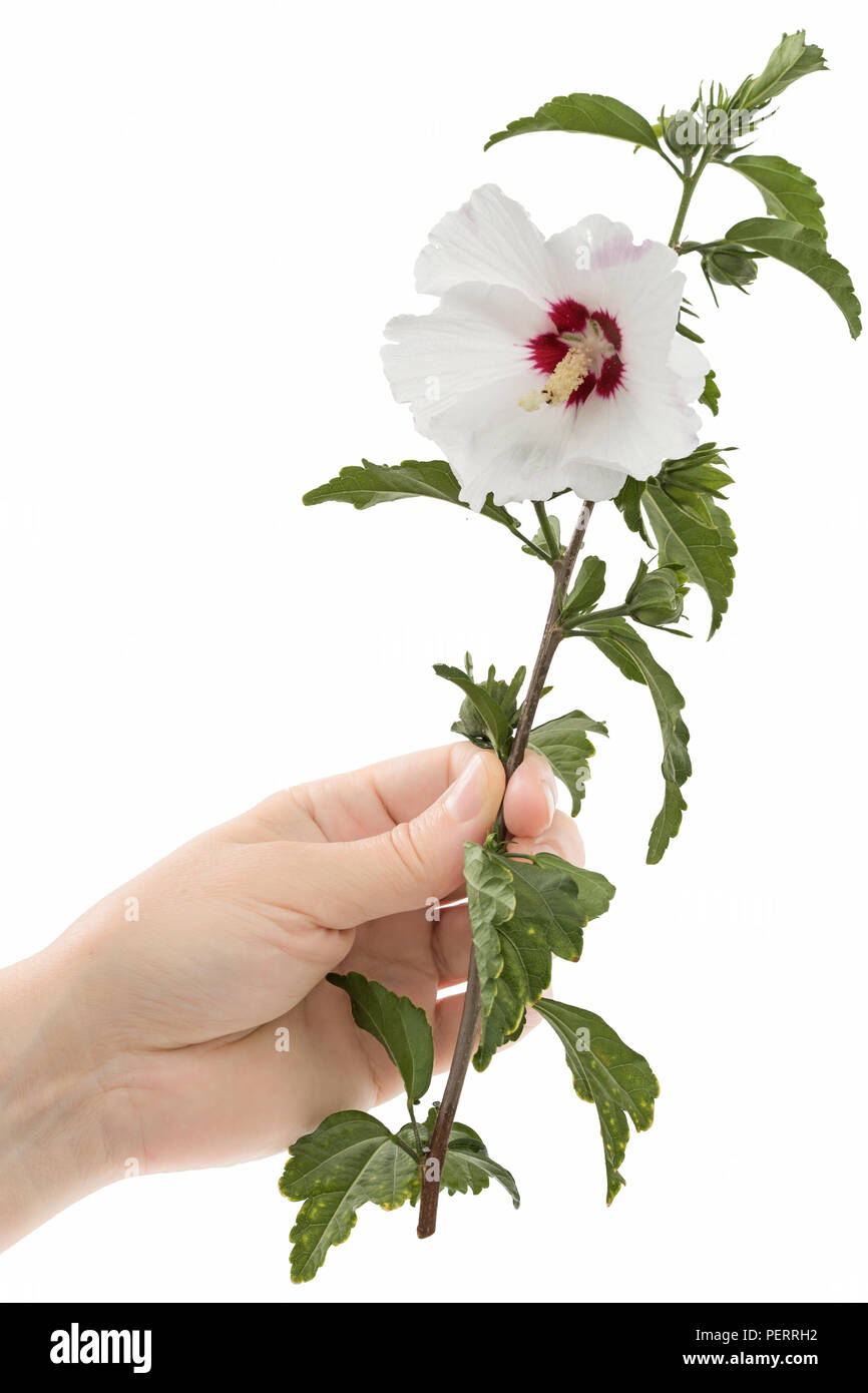 A woman's hand holds a flower of hibiscus, isolated on white background Stock Photo
