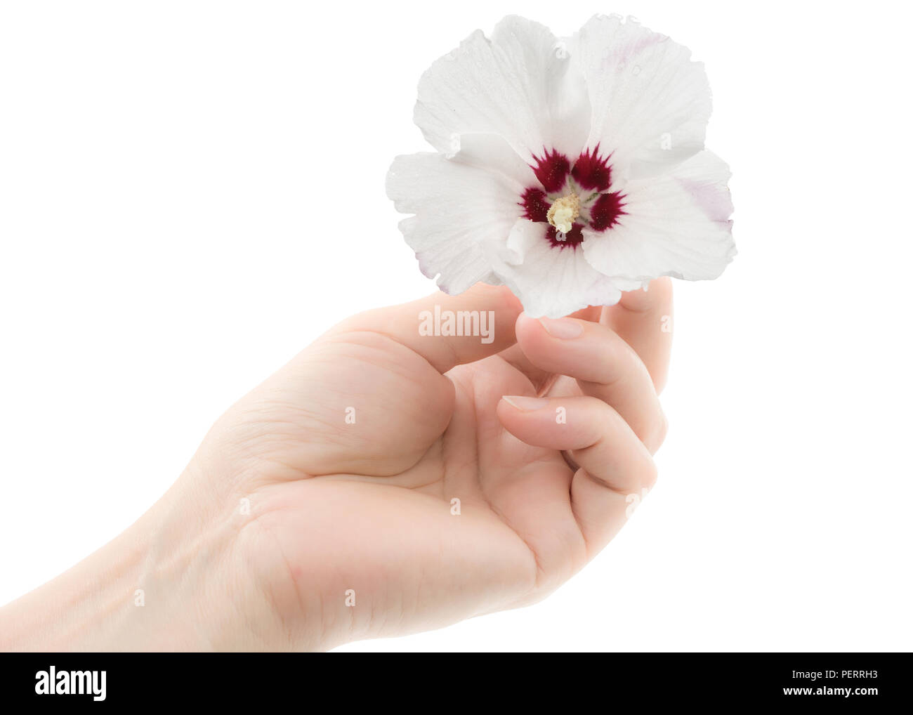 A woman's hand holds a flower of hibiscus, isolated on white background Stock Photo