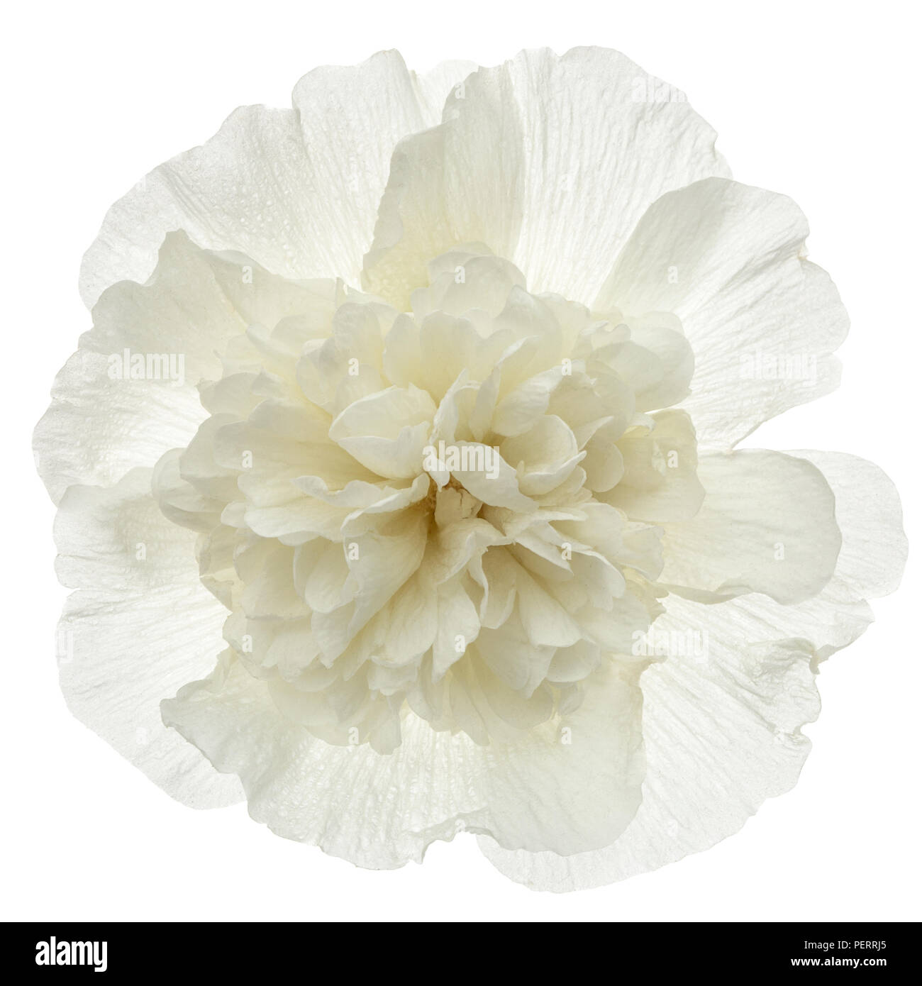 Flower of mallow, isolated on white background Stock Photo - Alamy