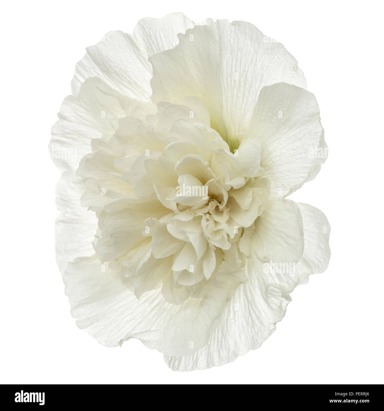 Flower of mallow, isolated on white background Stock Photo - Alamy