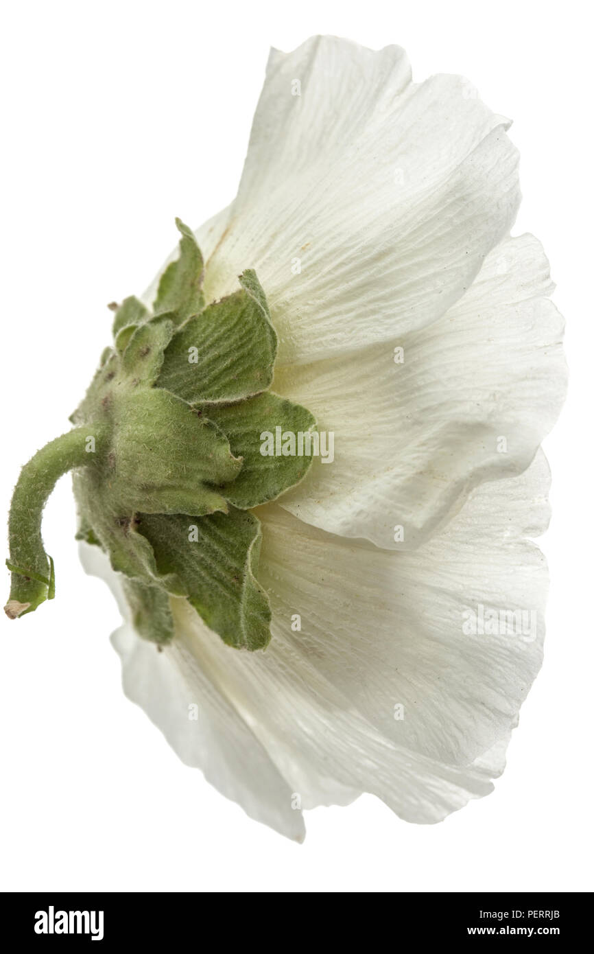 Flower of mallow, isolated on white background Stock Photo - Alamy