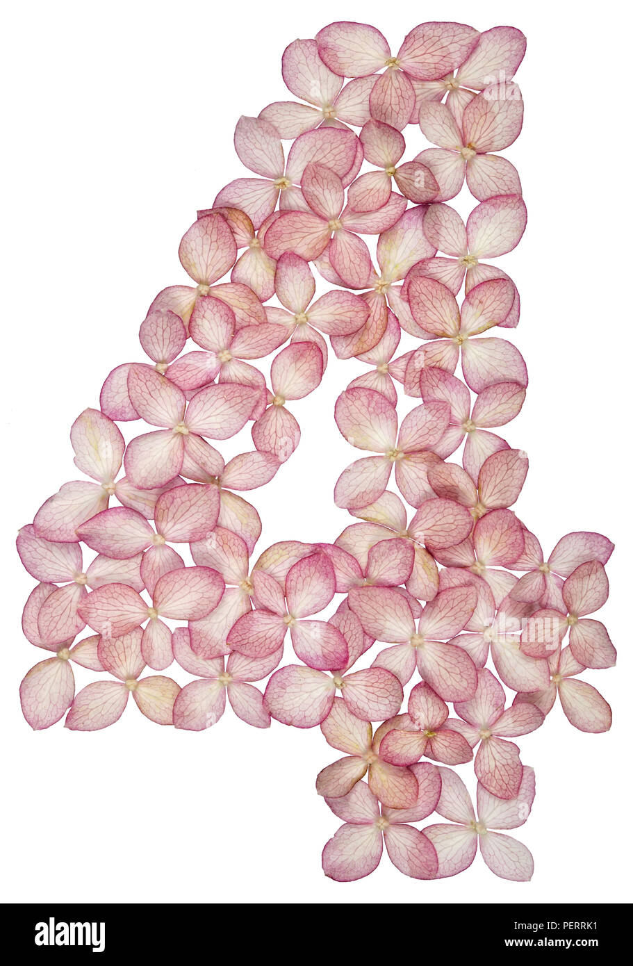 Arabic numeral 4, four, from flowers of hydrangea, isolated on white ...