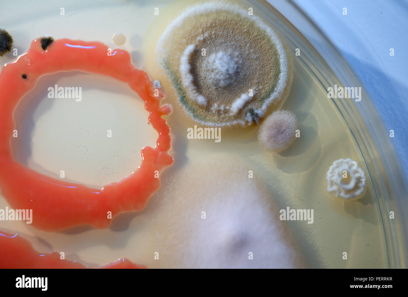 mold growth on agar Stock Photo Alamy