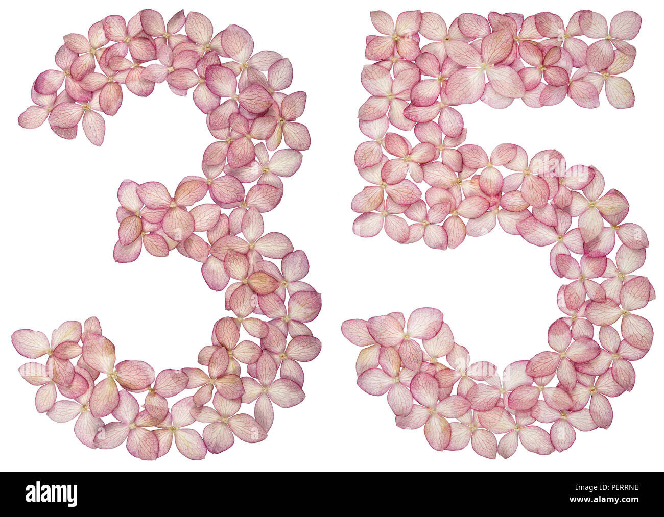 Arabic numeral 35, thirty five, from flowers of hydrangea, isolated on ...