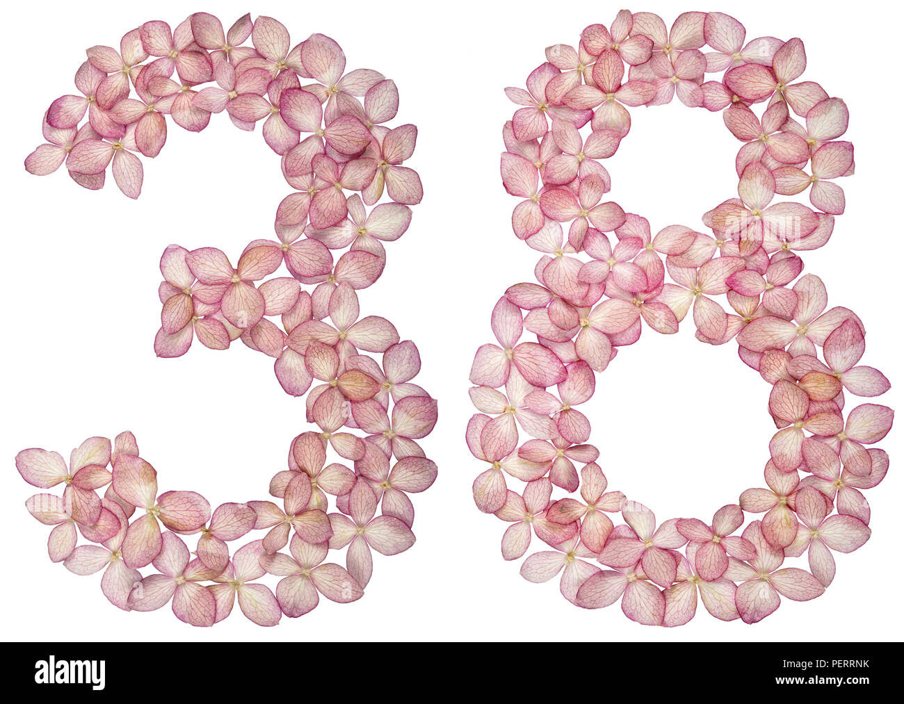 Arabic numeral 38, thirty eight, from flowers of hydrangea, isolated on ...