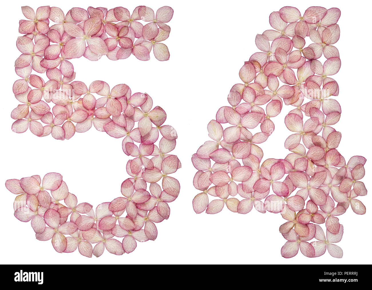 Arabic numeral 54, fifty four, from flowers of hydrangea, isolated on ...
