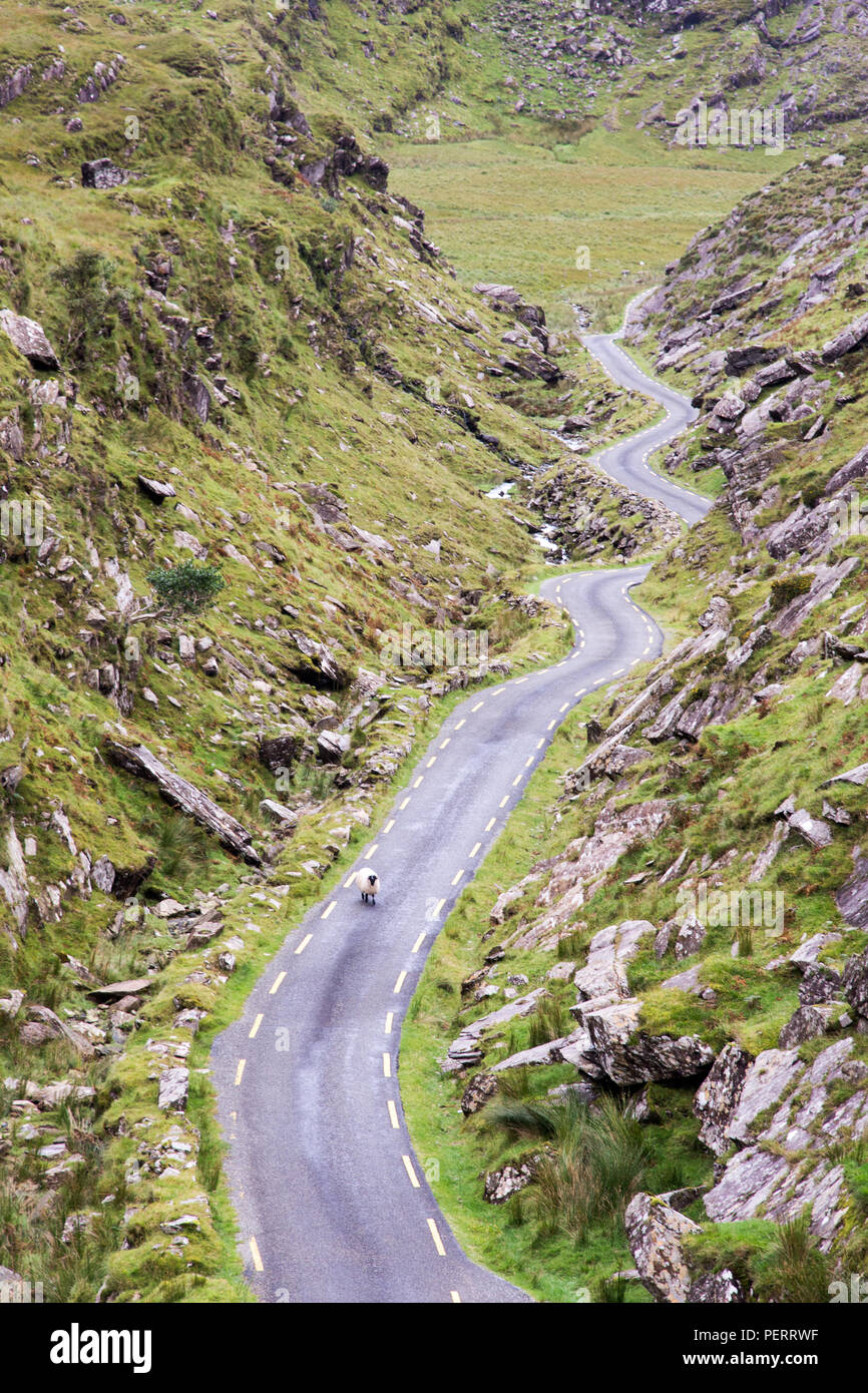 A sheep walks along the mountain pass road in the Ballaghbeama Gap in County Kerry, on Ireland's Iveragh Peninsula. Stock Photo