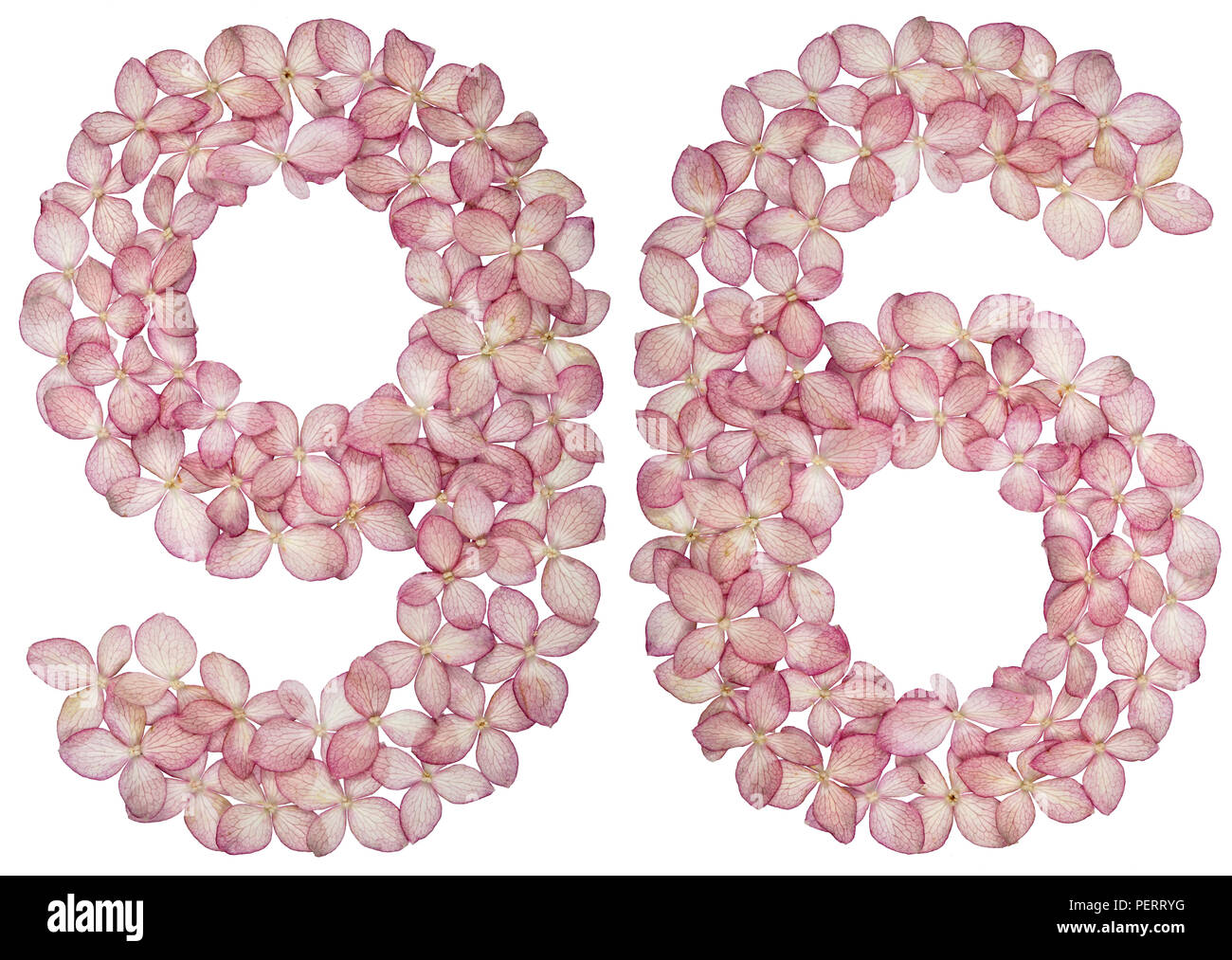 Arabic Numeral 96 Ninety Six From Flowers Of Hydrangea Isolated On 