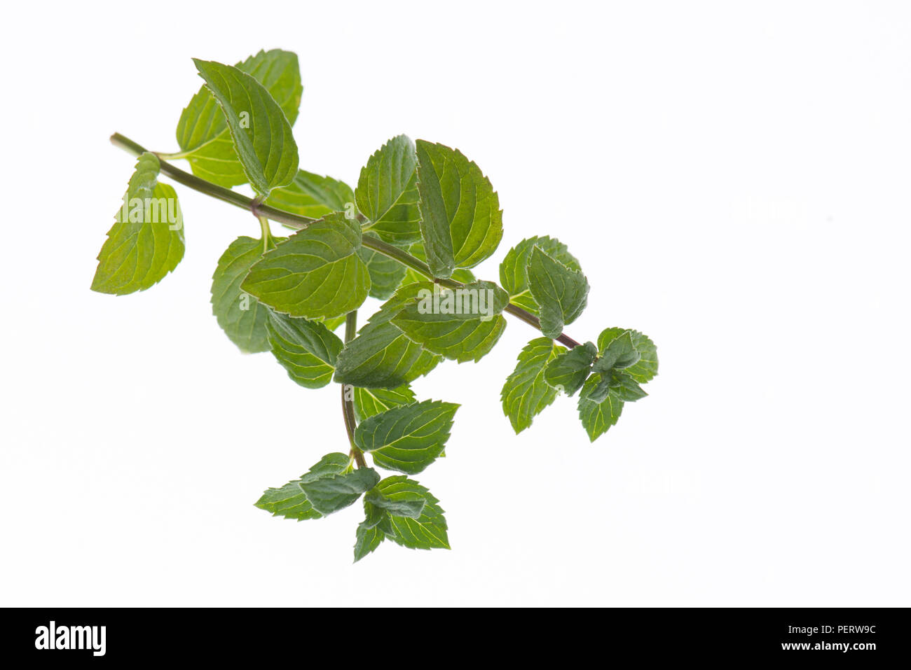 Fresh peppermint isolated on a white background. Stock Photo